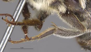 Media type: image;   Entomology 27431 Aspect: Leg hind